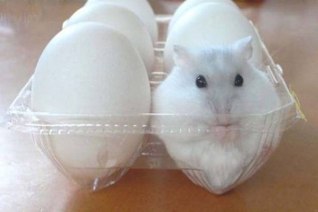 Funny Animals (55 pics)