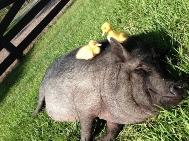Funny Animals (55 pics)