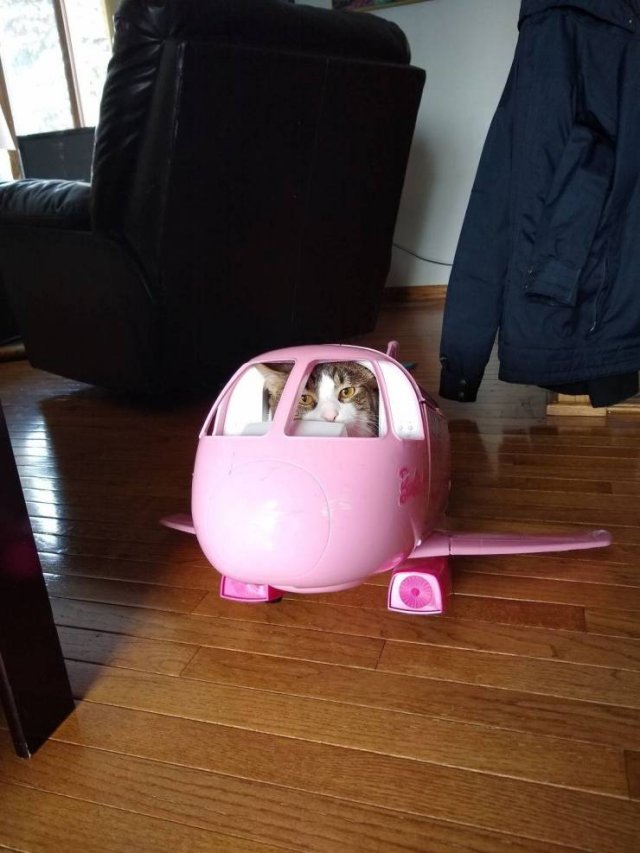 Funny Animals (55 pics)