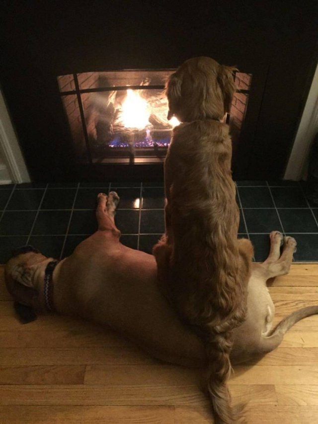 Funny Animals (55 pics)
