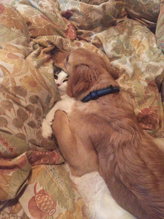 Funny Animals (55 pics)