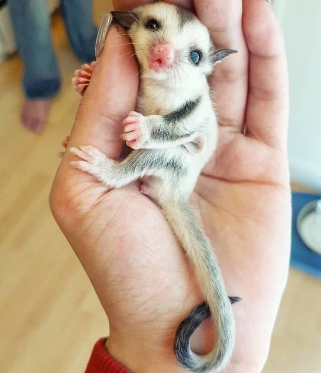 Funny Animals (55 pics)
