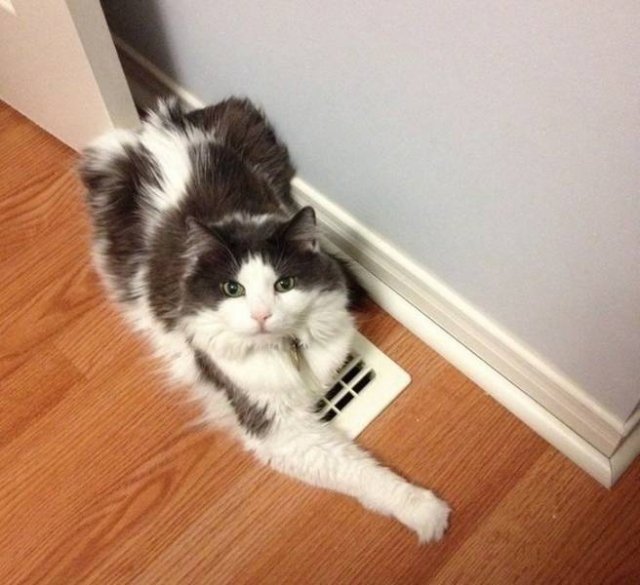 They Don't Care About Rules (20 pics)