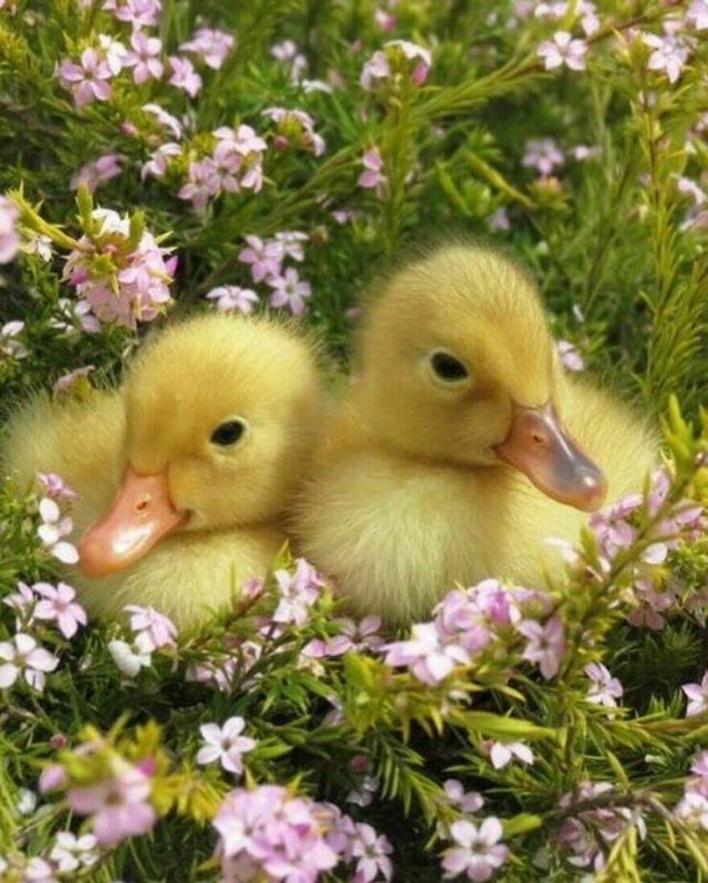 Ducks Can Be Cute Too (15 pics)