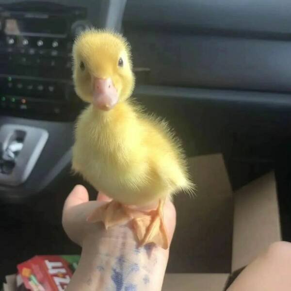 Ducks Can Be Cute Too (15 pics)
