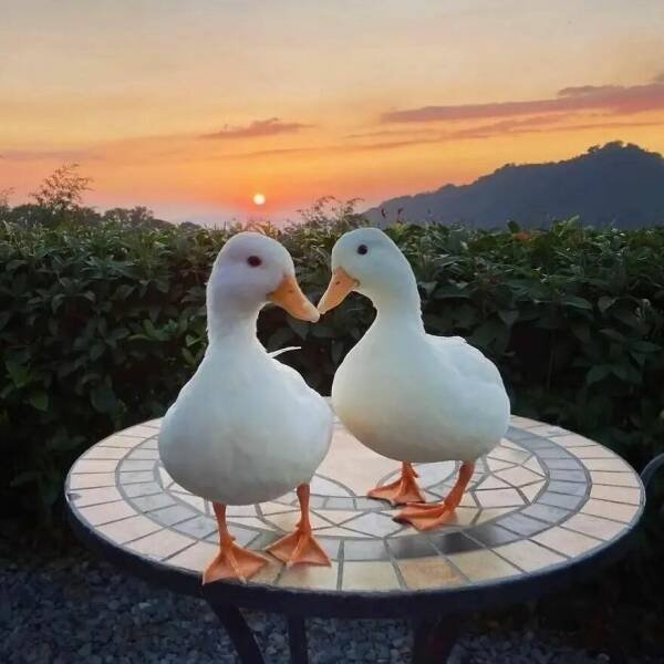 Ducks Can Be Cute Too (15 pics)