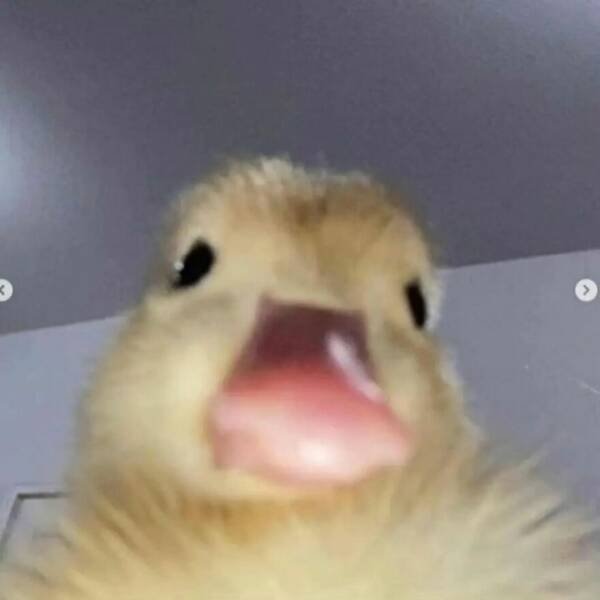Ducks Can Be Cute Too (15 pics)