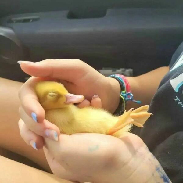 Ducks Can Be Cute Too (15 pics)
