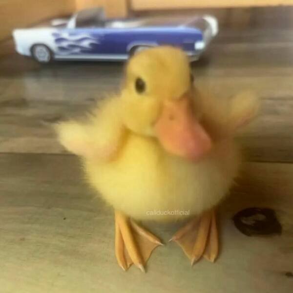 Ducks Can Be Cute Too (15 pics)