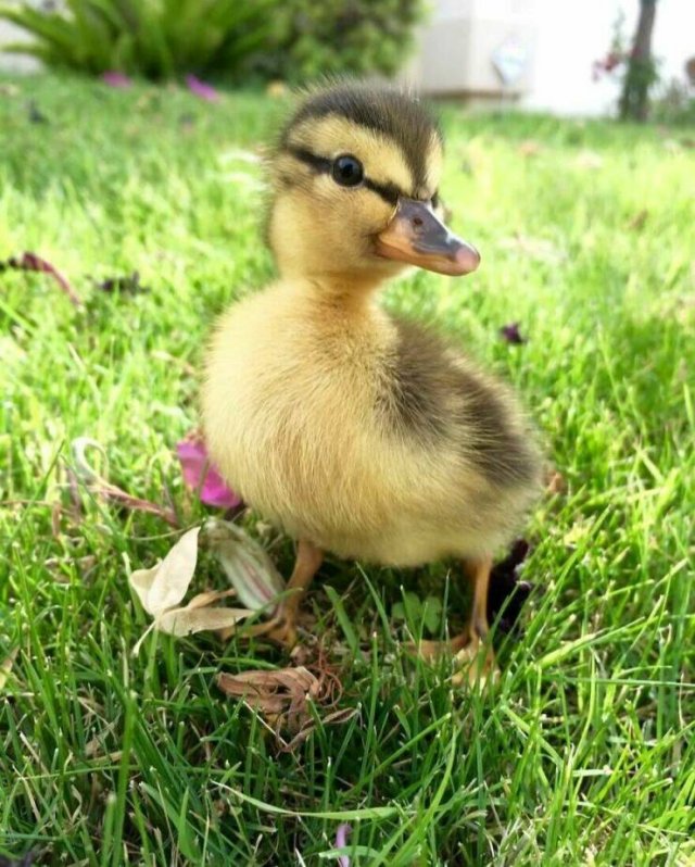 Ducks Can Be Cute Too (15 pics)