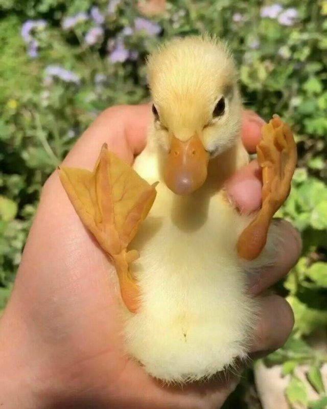 Ducks Can Be Cute Too (15 pics)