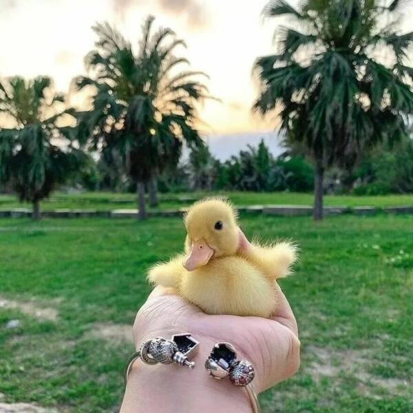 Ducks Can Be Cute Too (15 pics)