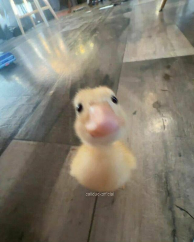 Ducks Can Be Cute Too (15 pics)