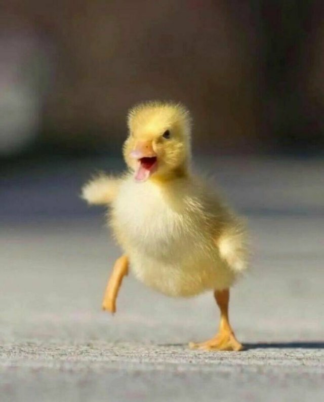 Ducks Can Be Cute Too (15 pics)