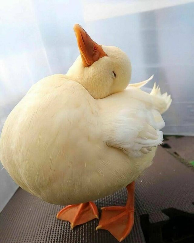 Ducks Can Be Cute Too (15 pics)