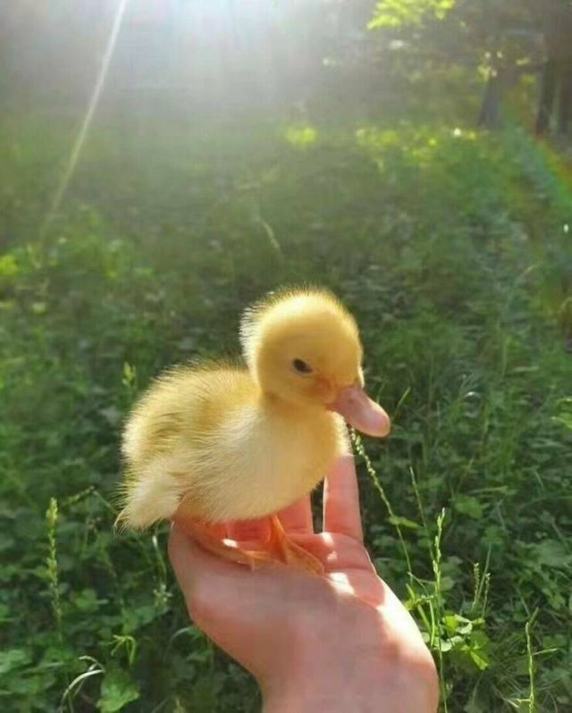 Ducks Can Be Cute Too (15 pics)