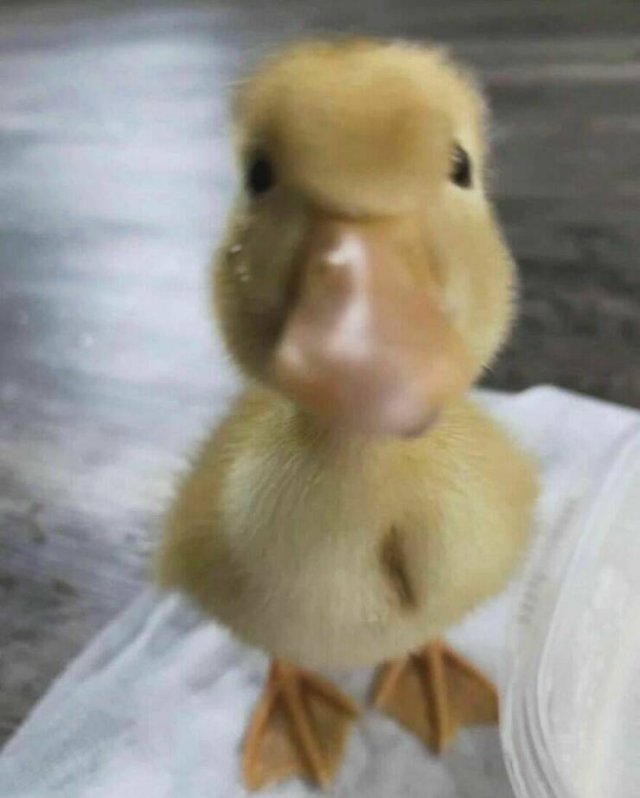 Ducks Can Be Cute Too (15 pics)