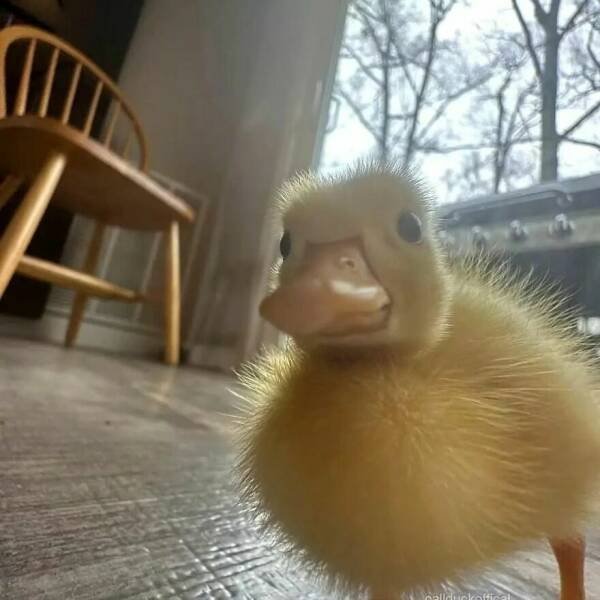 Ducks Can Be Cute Too (15 pics)