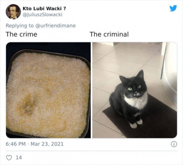The Crime And The Criminal (17 pics)