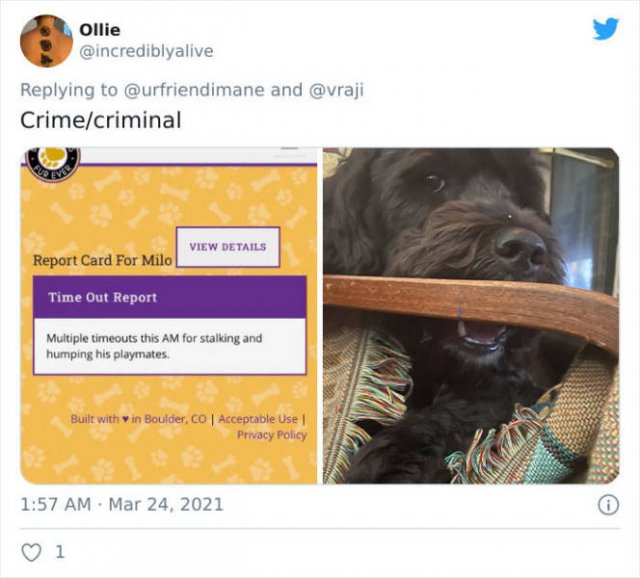 The Crime And The Criminal (17 pics)