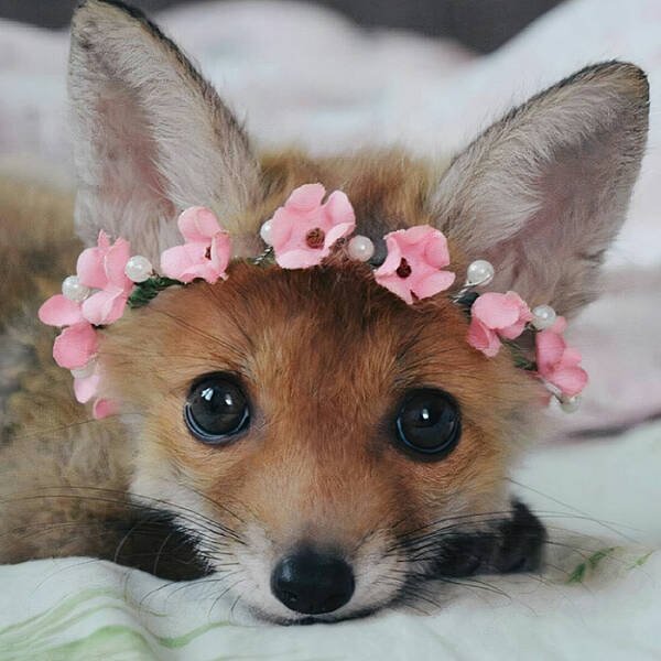 Cute Foxes (20 pics)