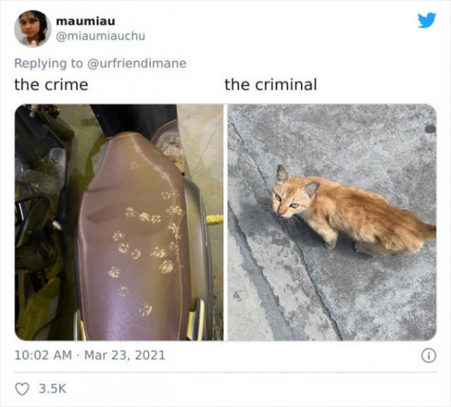 The Crime And The Criminal (17 pics)
