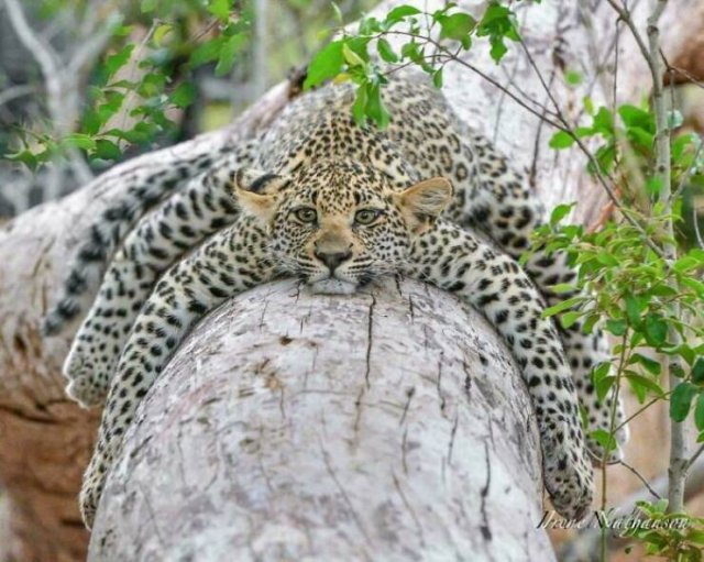 Stunning Animal Photos (25 pics)