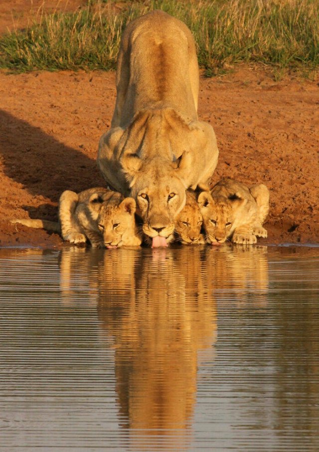 Stunning Animal Photos (25 pics)