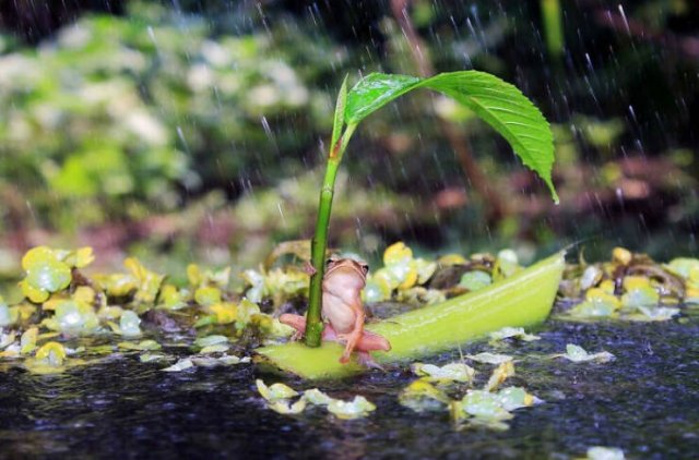 Stunning Animal Photos (25 pics)