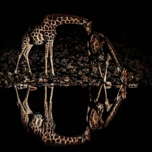 Stunning Animal Photos (25 pics)