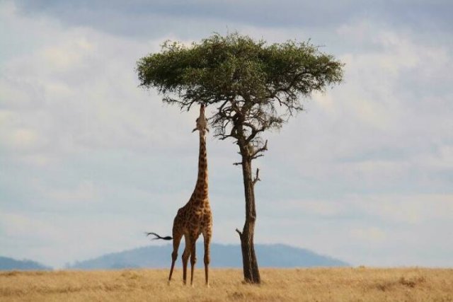 Stunning Animal Photos (25 pics)