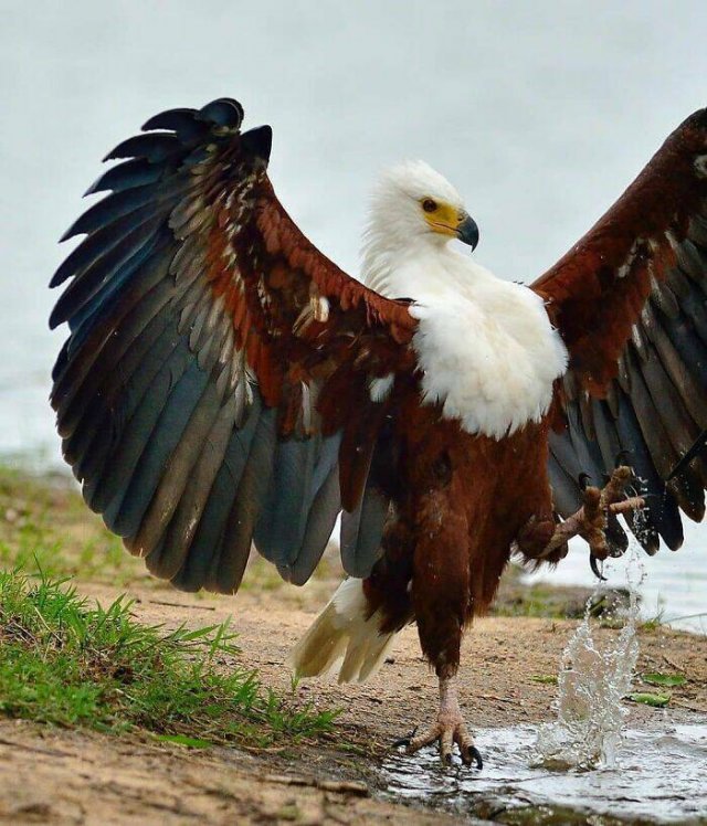 Stunning Animal Photos (25 pics)