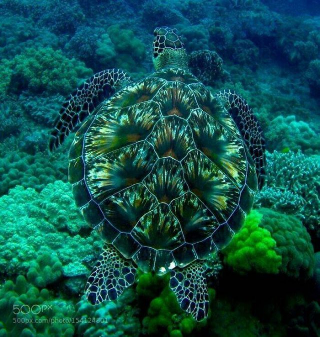 Stunning Animal Photos (25 pics)