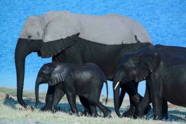 Stunning Animal Photos (25 pics)
