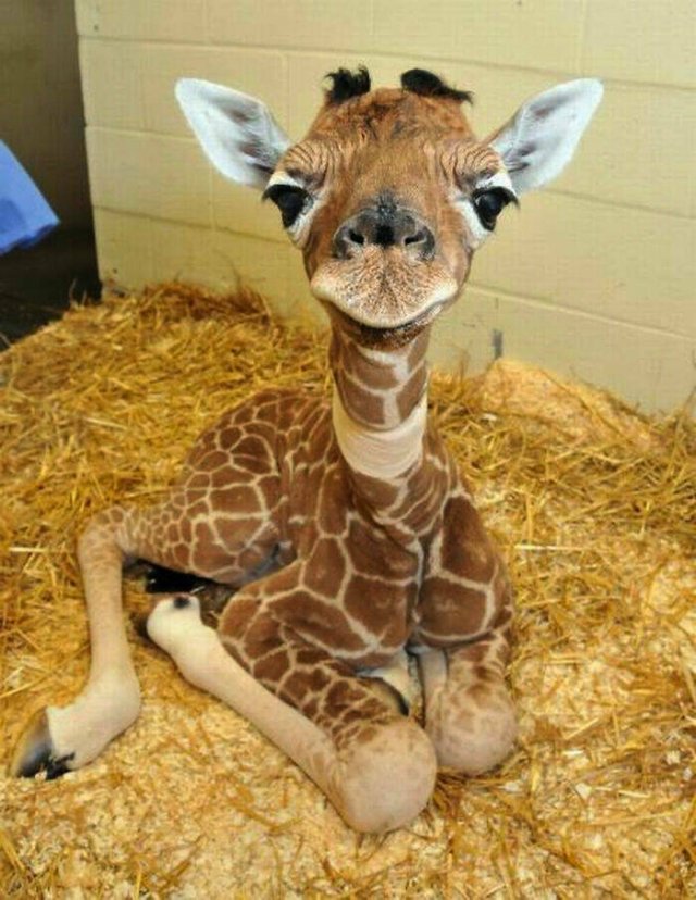 Stunning Animal Photos (25 pics)