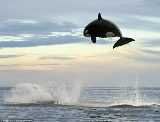 Stunning Animal Photos (25 pics)