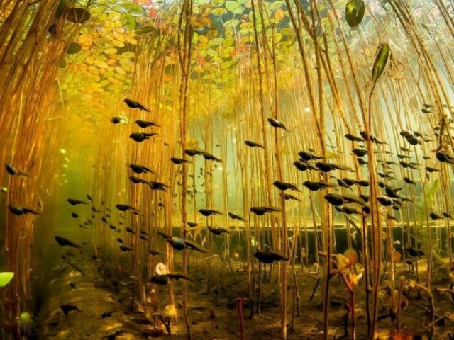 Stunning Animal Photos (25 pics)