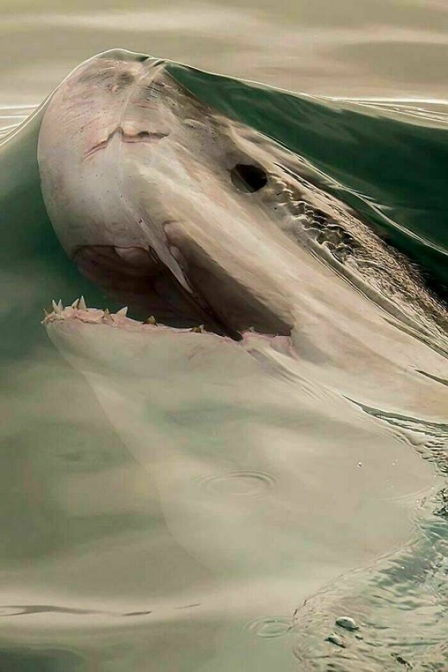 Stunning Animal Photos (25 pics)