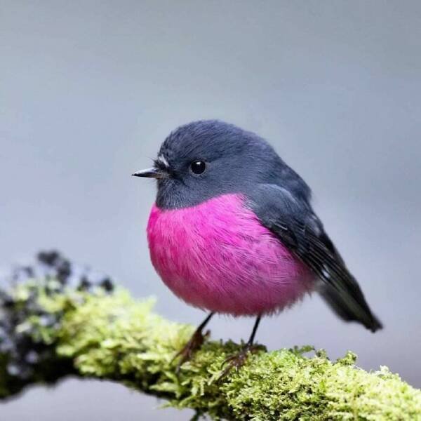 Stunning Animal Photos (25 pics)