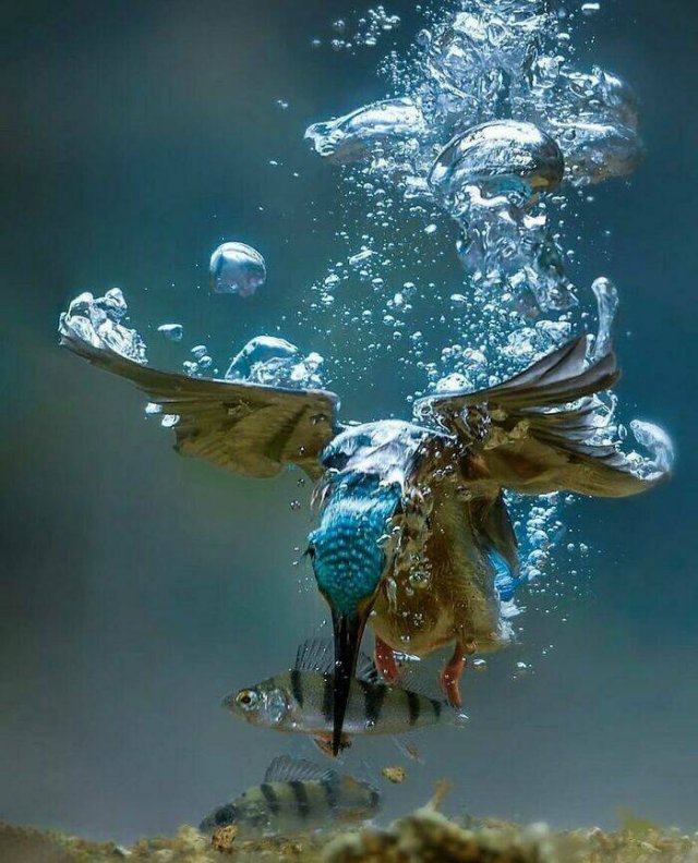 Stunning Animal Photos (25 pics)