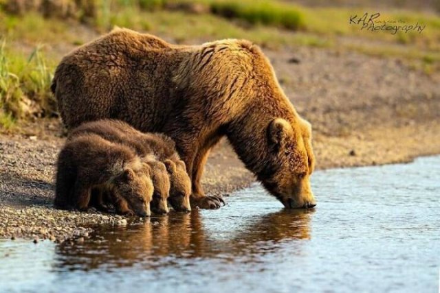 Stunning Animal Photos (25 pics)