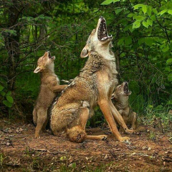 Stunning Animal Photos (25 pics)