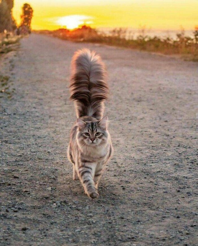 Stunning Animal Photos (25 pics)