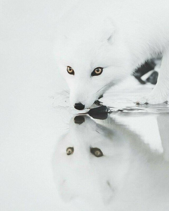 Stunning Animal Photos (25 pics)