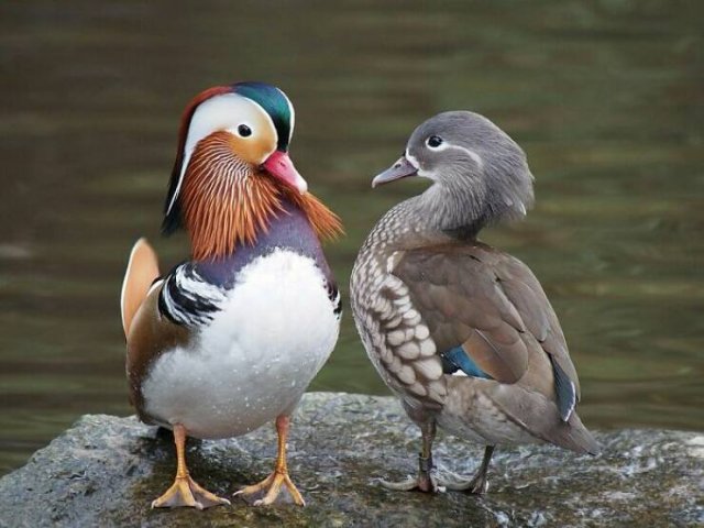 Stunning Animal Photos (25 pics)