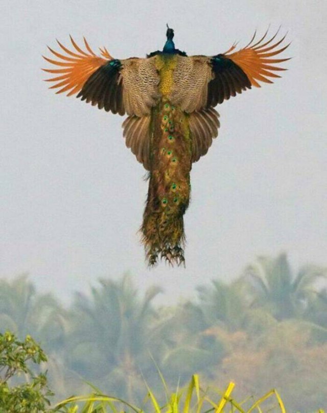 Stunning Animal Photos (25 pics)