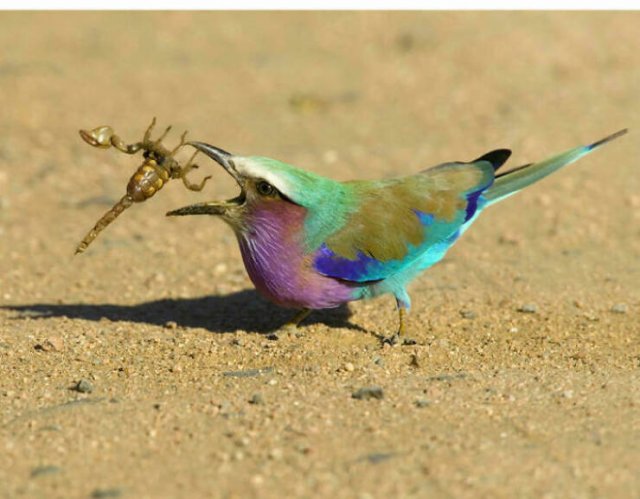 Stunning Animal Photos (25 pics)
