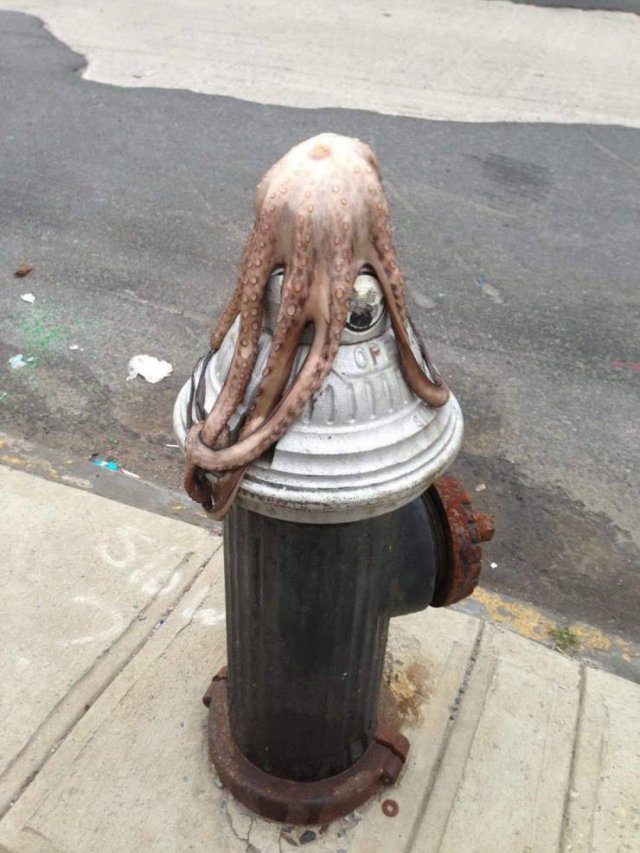 What Is Going On Here? (54 pics)
