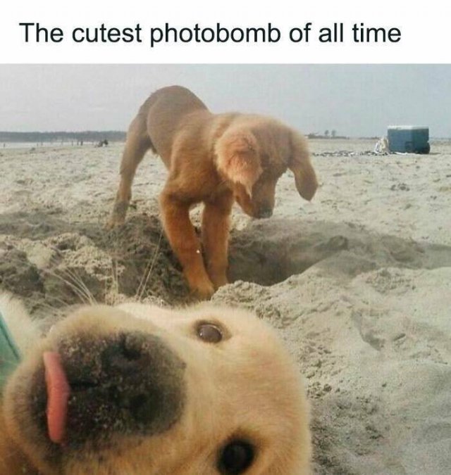 Random Memes (22 pics)