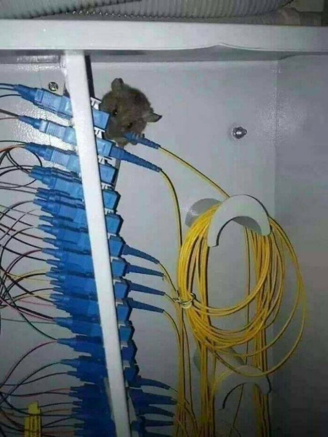 Tech Support Nightmares (25 pics)